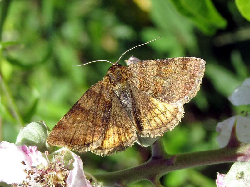 falena da identificare - Euclidia (Euclidia) glyphica, Erebidae